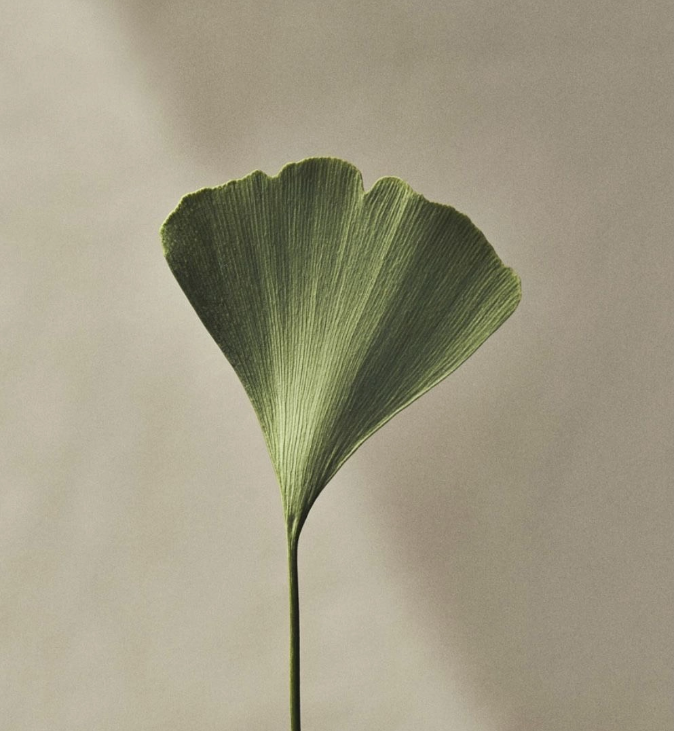 Leaf